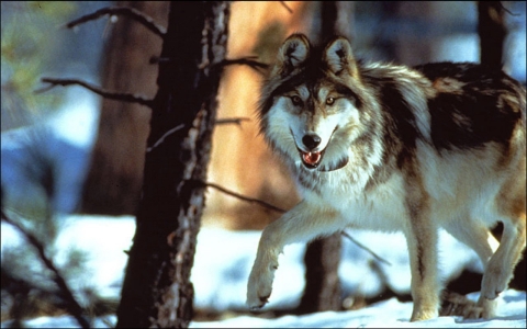 Thumbnail image for Endangered Mexican gray wolf at heart of political battle in Southwest