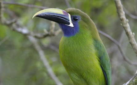 Withering clouds: Climate change damaging biodiverse Costa Rica forest