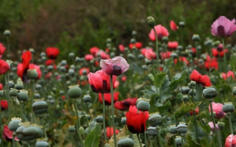 Thumbnail image for Mexico's poppy farmers pushed into drug trade