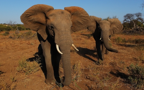 Thumbnail image for Wild African elephants on verge of extinction, say experts