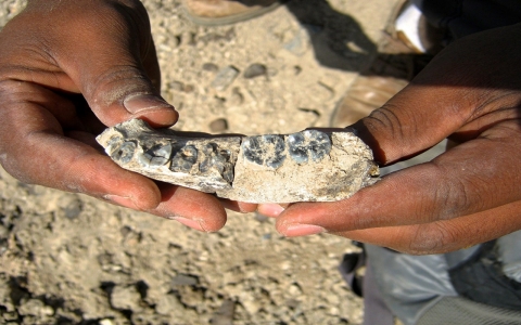 Thumbnail image for Ethiopian jawbone fossil pushes back human origins