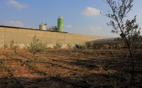 Thumbnail image for Organic farms in the West Bank: Hemmed in by smokestacks, separation wall