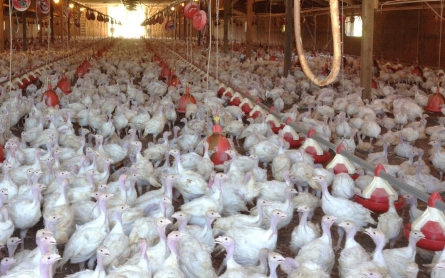 Minn. confirms more bird flu cases in potentially 'devastating' outbreak