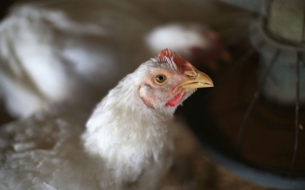 Iowa chicken flock infected with bird flu