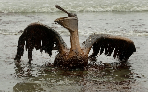 Thumbnail image for Deep-water drilling to resume near site of 2010 BP oil disaster