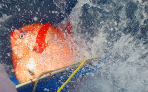 Thumbnail image for Researchers find the world’s first known warm-blooded fish