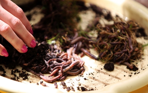 Thumbnail image for The diet of worms: Soil dwellers emerge as climate change heroes in study