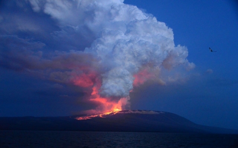 Thumbnail image for Volcano erupts on Galápagos island, habitat of pink iguanas
