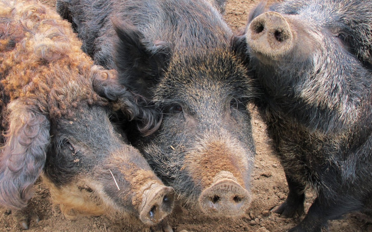 Wild Pigs Are Destroying the Country: How Do You Stop Them?