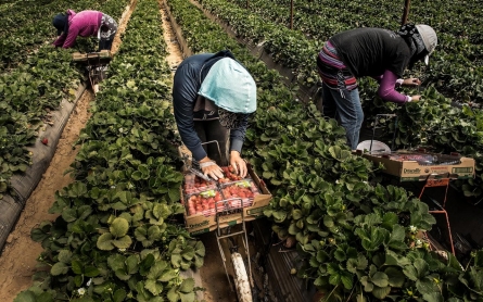 Strawberry pickers strain to see fruits of their labor, even after strike