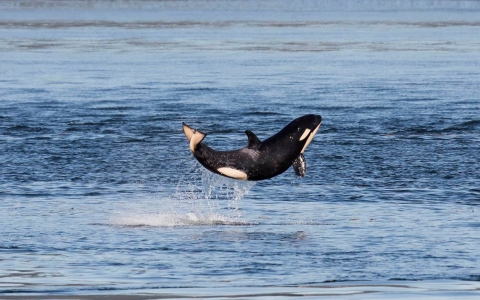 Thumbnail image for Official tally of endangered orcas: 81 