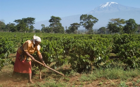 Thumbnail image for For Tanzania’s coffee farmers, climate change is a buzzkill