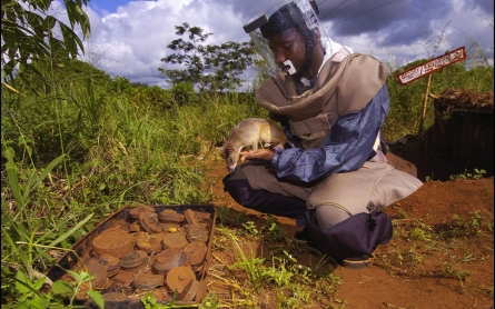 Mozambique to be declared land mine free