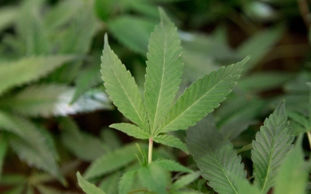 New Hampshire seeks to add PTSD to list of medical marijuana ills