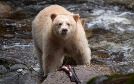 Deal reached to protect Canada's Great Bear Rainforest