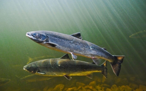 Atlantic salmon migrate from salt water upstream to reach spawning grounds, Exploits River, Newfoundland, Canada.