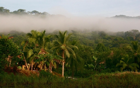 panama rainforest mist