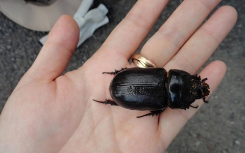 Thumbnail image for Meet the beetle: Hawaii keeps nervous eye on horned invader