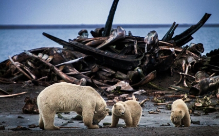 Polar Bear Town, USA