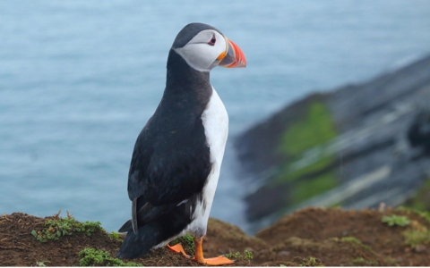 Thumbnail image for The puffins of Wales face a stormy future