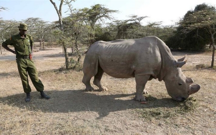 Kenya races to save last white rhinos