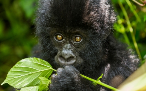 Thumbnail image for Virunga is open, ready for business