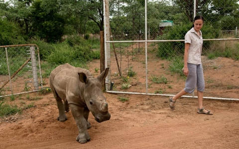 Thumbnail image for Rhino orphanage in South Africa takes in littlest victims of poaching
