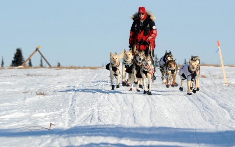 Thumbnail image for Born to run: Iditarod veteran in it for the journey