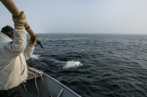 Alaska whaling