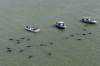 stranded whales everglades