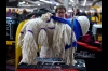 Westminster Kennel Club Dog Show