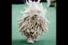 Westminster Kennel Club Dog Show