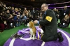 Westminster Kennel Club Dog Show