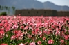 Afghanistan-Poppy