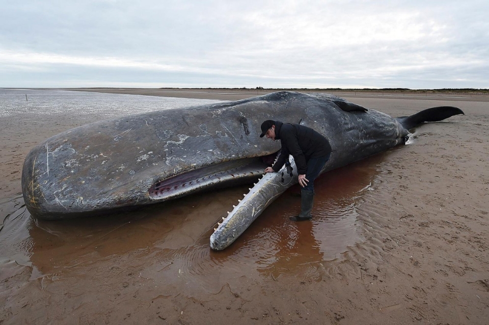 Sixth Sperm Whale Dies On British Beach Al Jazeera America