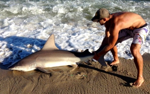 Thumbnail image for The life of a shark wrestler