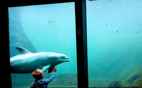 Dolphin exhibit
