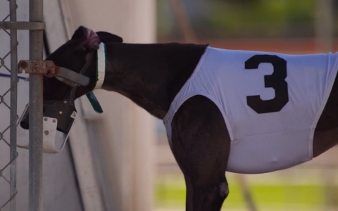 Thumbnail image for Why do Florida track owners want to stop greyhound racing?