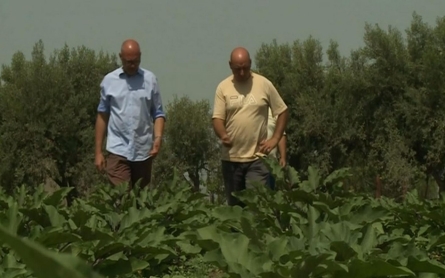 Land once controlled by Mafia now shared by several Italian farmers