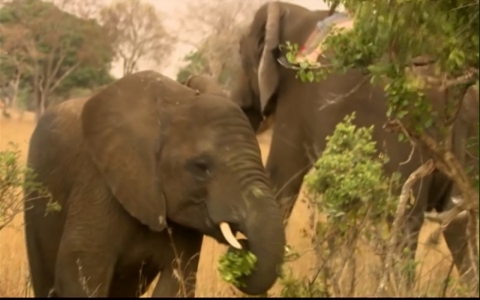 Thumbnail image for Poisoned by poachers: Zimbabwe elephants killed by cyanide