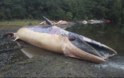 Thumbnail image for More than 300 whales found dead in Chile