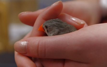 Studying science of songbirds, and finishing high school