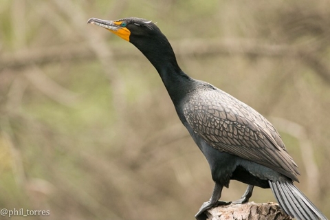 double crested cormorant 