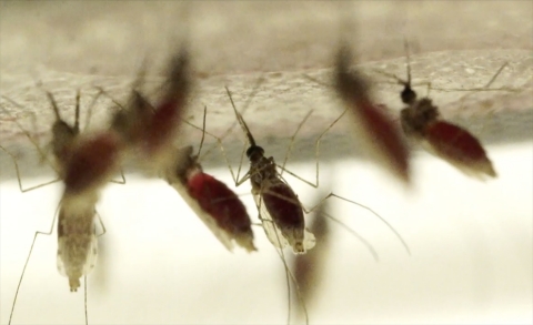 Thumbnail image for How to make genetically modified mosquitoes 