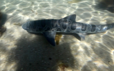 Modifying older robot technology to study the ocean’s sharks in new ways